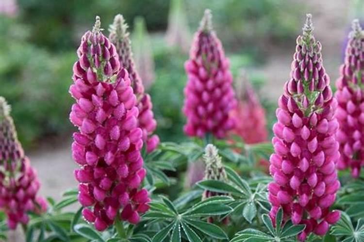 鲁冰花怎么种植