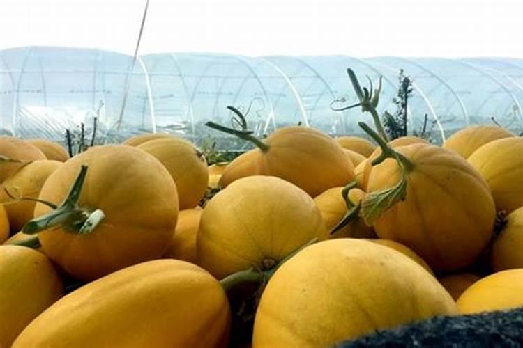 什么是钾肥和磷肥