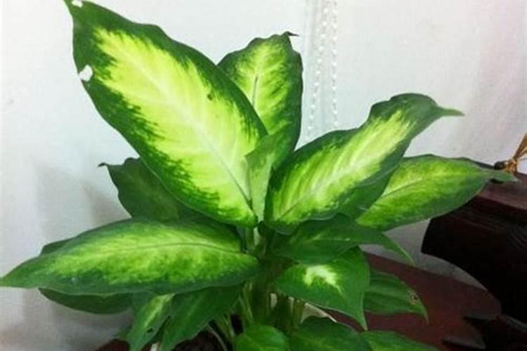 铁线莲开花颜色很淡怎么办