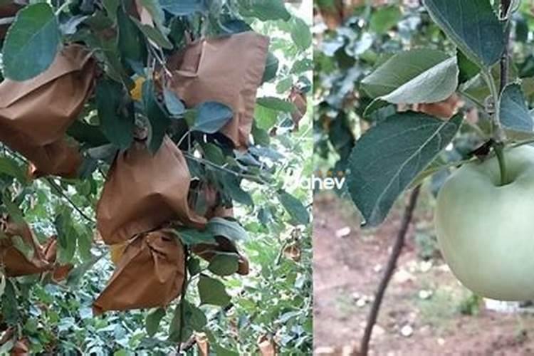 大蒜现在能不能浇水施肥