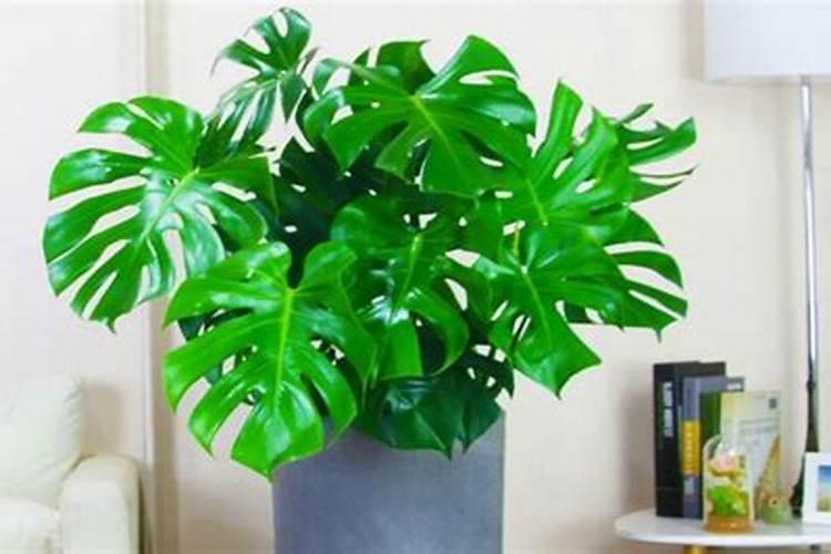 龟背竹要怎样施肥？