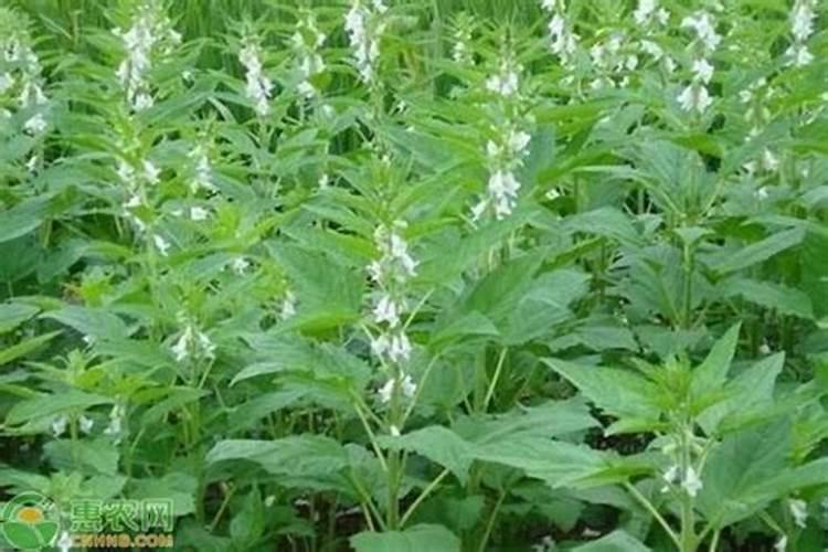 芝麻种植小技巧 用农家的粪水进行调换