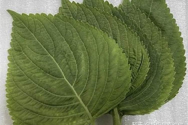 芝麻喷什么叶面肥好呢