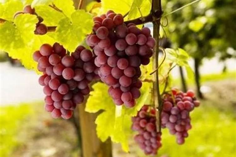 葡萄开花前施什么肥料