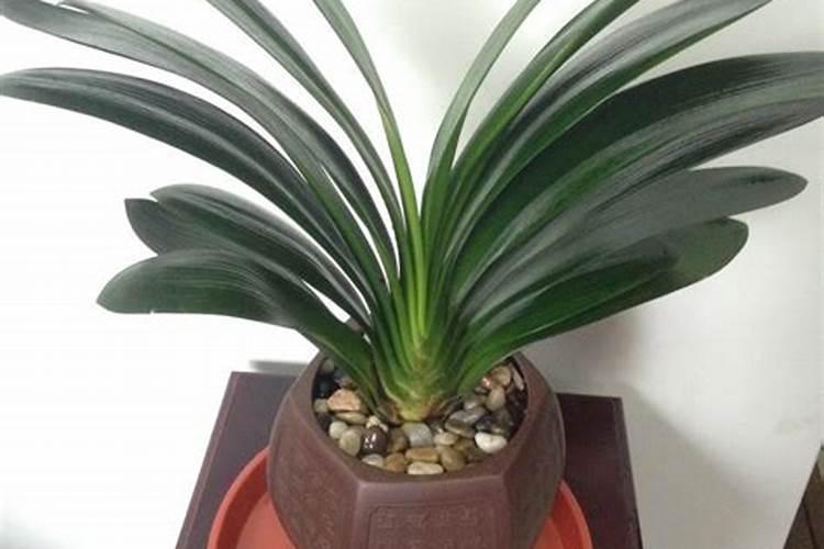 磷肥好还是尿素好 化肥和尿素哪个好