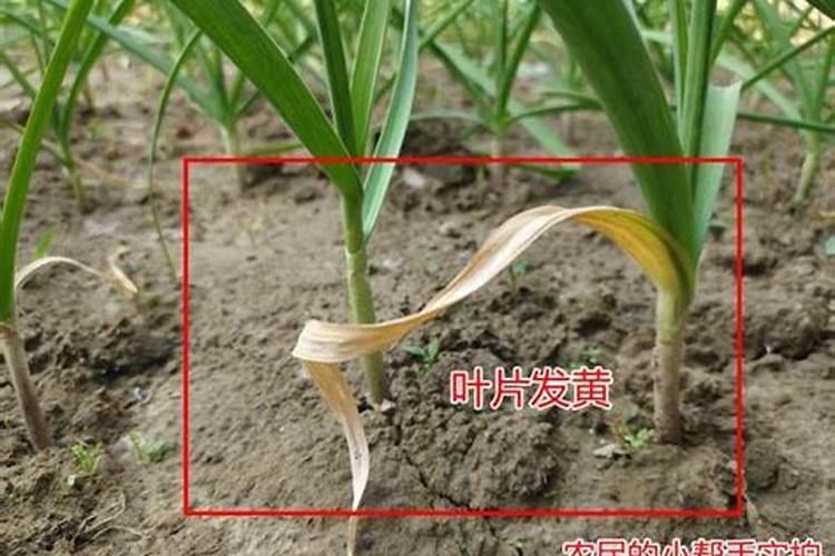 芸苔素内醋和杀菌剂杀虫剂混合使用对西瓜有什么影响？