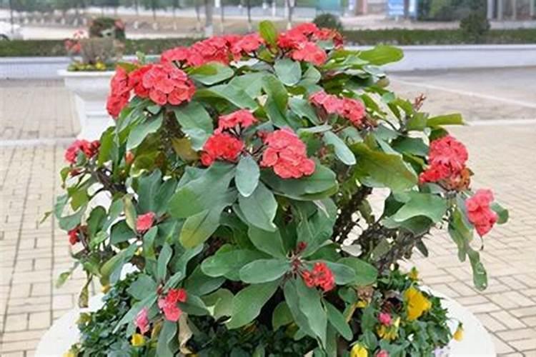 铁海棠的养殖施什么肥