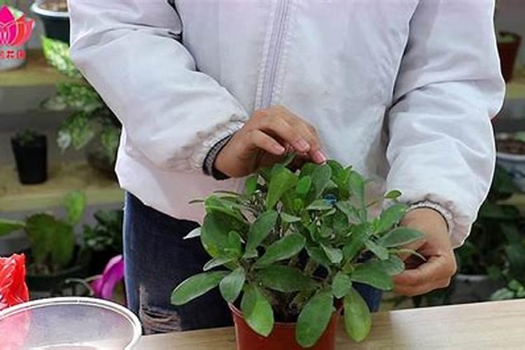 铁海棠怎么施肥