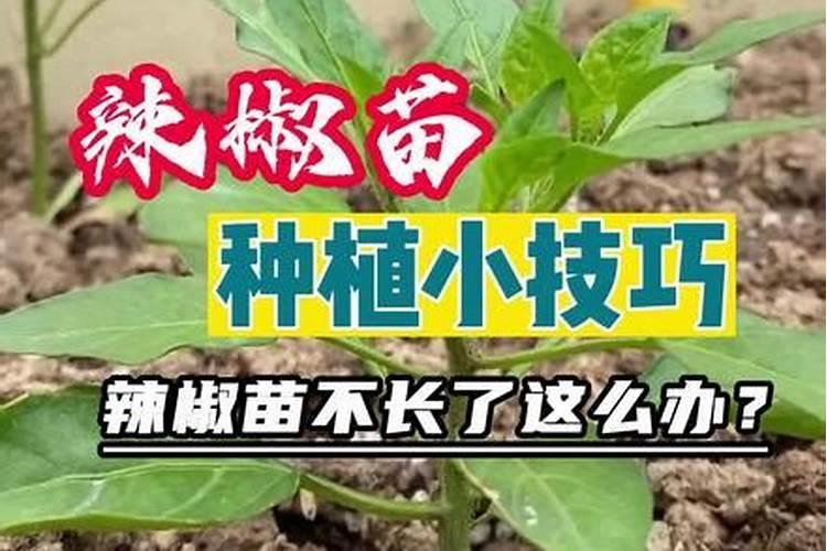 辣椒种植过程中,肥害产生原因有哪些,如何进行防治？
