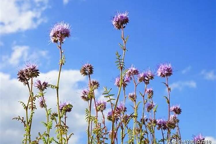 不足,很多养花者会施肥过量,导致植物遭遇肥害怎么办