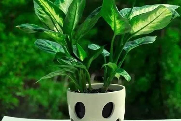 韭菜控旺增粗用什么药