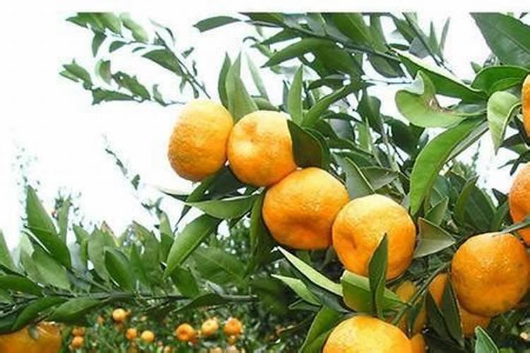 藤蔓藤蔓的养殖方法/藤蔓的养护知识