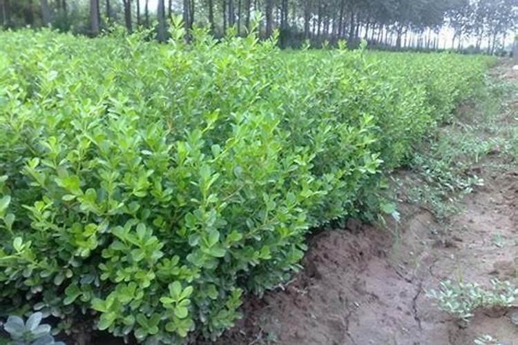 黄杨不能施什么肥