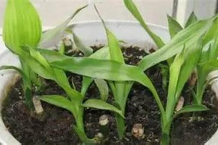 顾长标人物生平