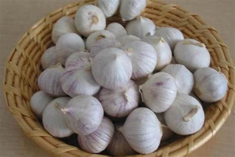 分葱的移栽方法和技术