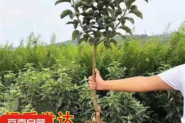 大白菜是农村主要的蔬菜之一,怎样管理大白菜,能让白菜的包心更紧实？