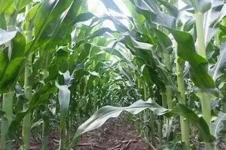 磷肥对鱼塘的作用及功能