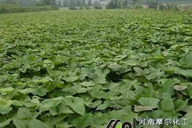 花菜夏天可以种吗