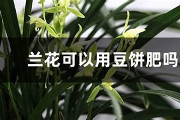 兰花用什么花肥好？