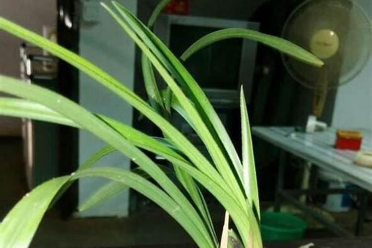 熟大豆可以当肥料吗？