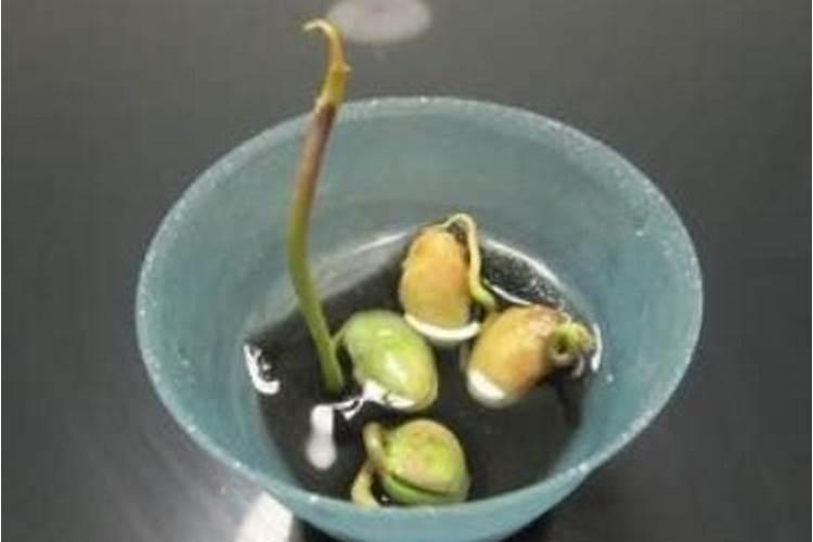 兰花用什么肥料容易开花？