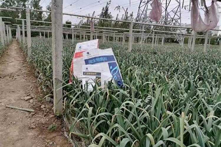 种植大葱用什么肥最好？