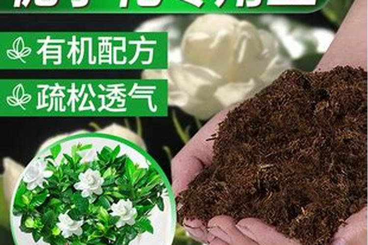 扦插三角梅用什么土比较好？