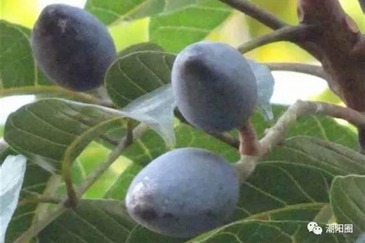 硝酸铵和黄腐酸能同时冲施吗？