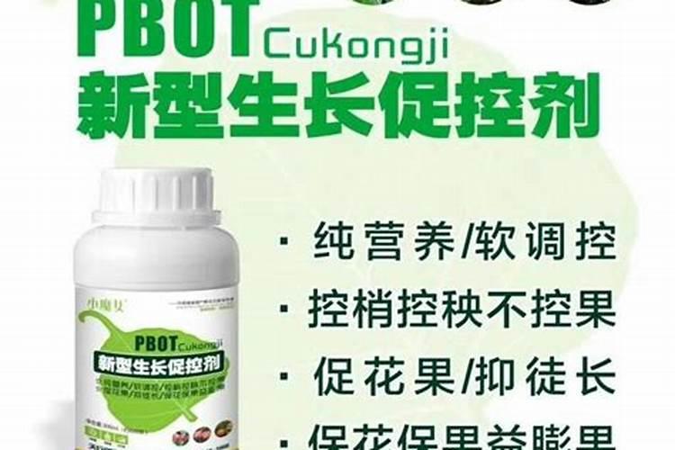 荔枝如何控梢促花