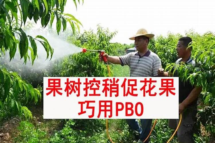 荔枝如何控梢促花