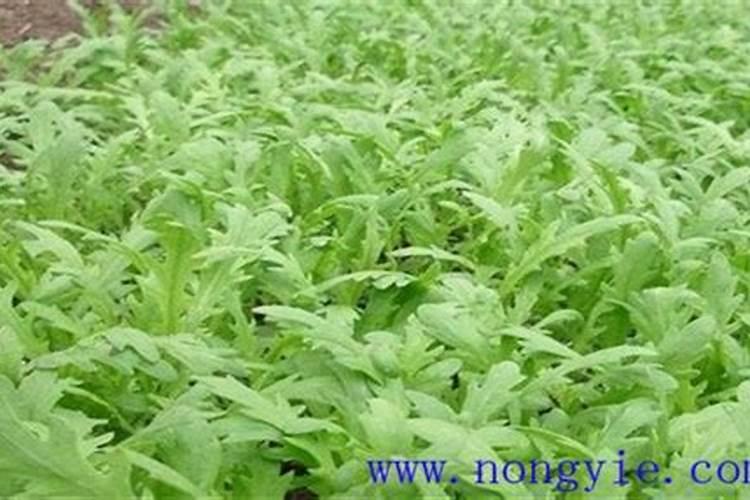 茼蒿种植如何高产 茼蒿高产种植有哪些技术