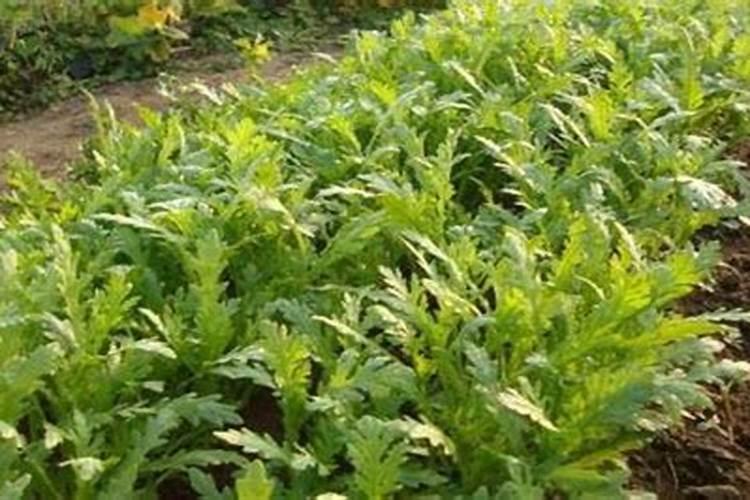 茼蒿种植如何高产 茼蒿高产种植有哪些技术