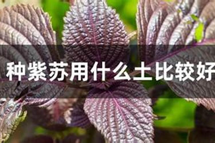 紫苏一亩放多少肥料