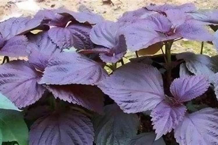 花生的需肥规律及施肥技巧