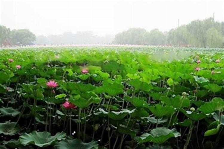 荷花喜肥吗 喜欢施什么肥料