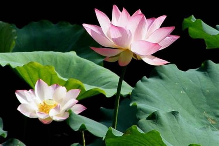 荷花夏天要怎么养