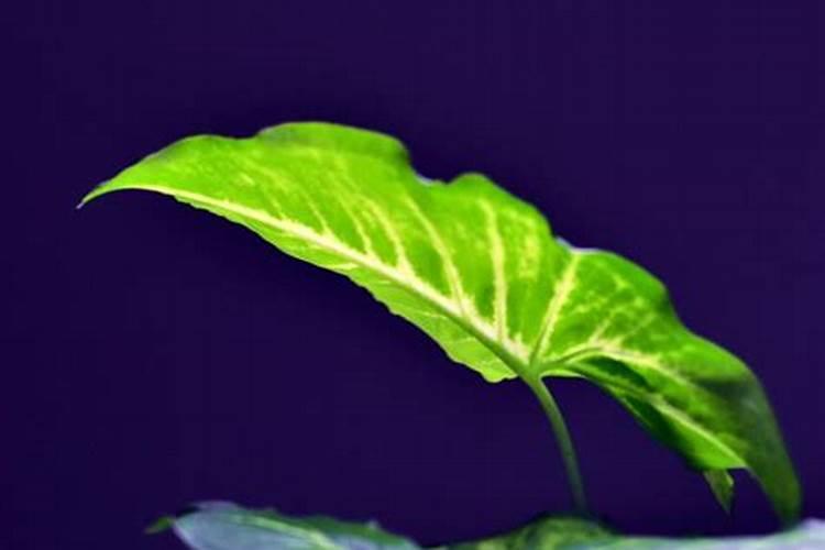 什么肥能让植物根茎粗壮