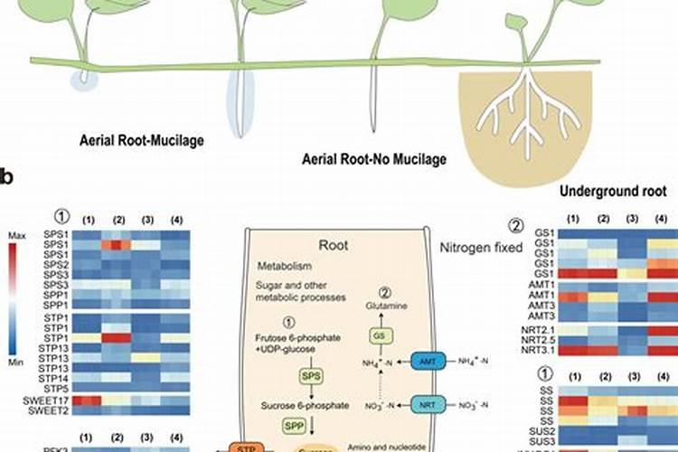 草莓缺硼怎么办
