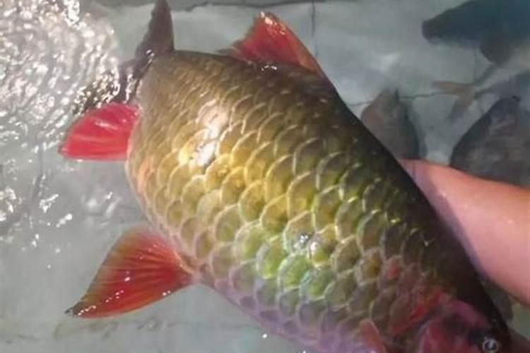 果树秋天浇水的正确方法是