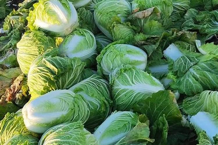 白菜菠菜应该施什么肥