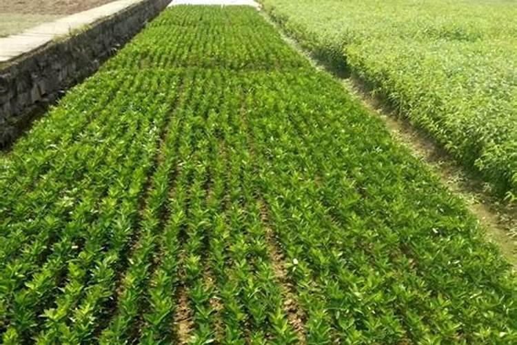 果农往往给果树喷洒农药,农药会进入苹果内部吗？为什么？