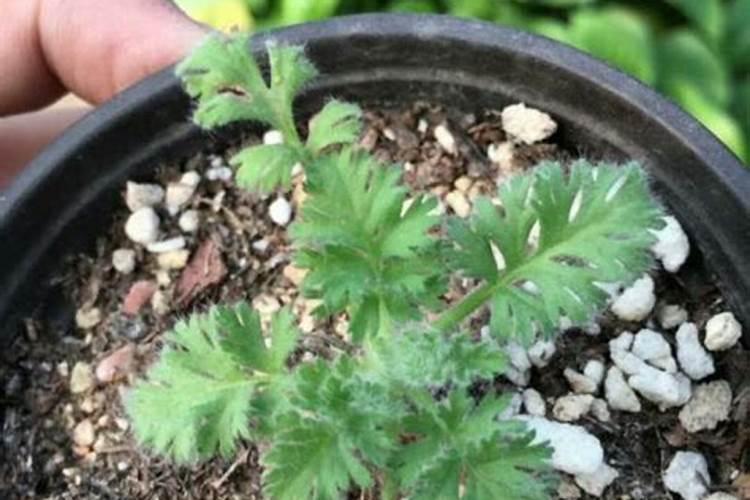 羽叶洋葵怎么养 羽叶洋葵养殖方法介绍