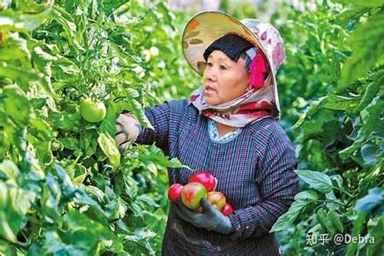 青果苗施肥方法