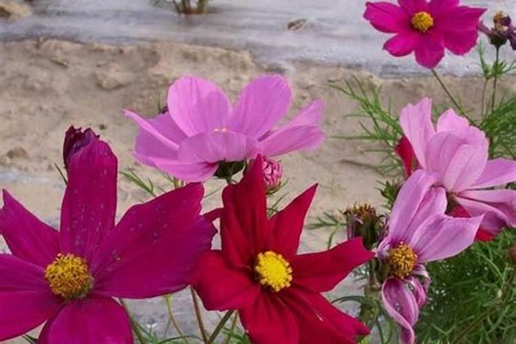 根茎类追使什么肥料好