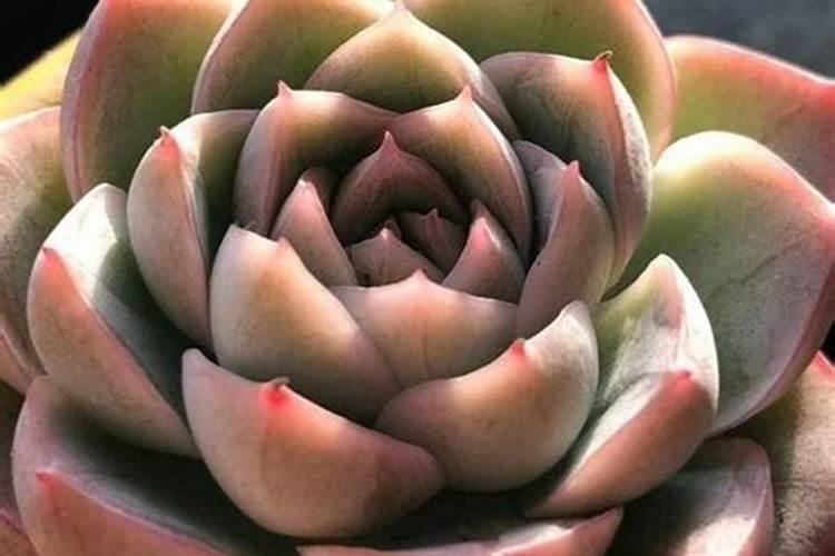 丝瓜第一次施肥什么时候 追肥时间与方法