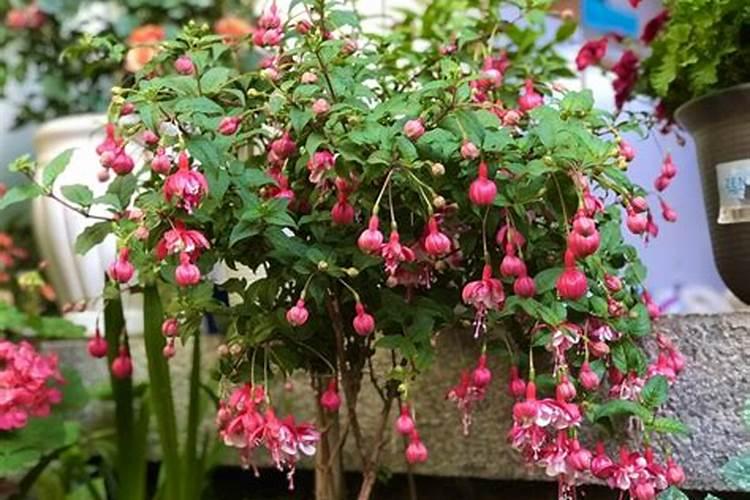 倒挂金钟掉花苞怎么办