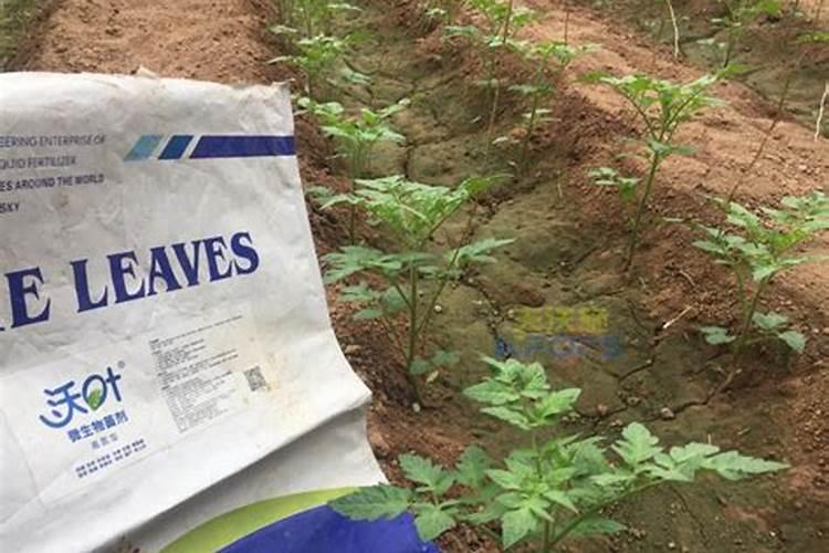 西红柿幼苗可以持续喷施叶面肥吗