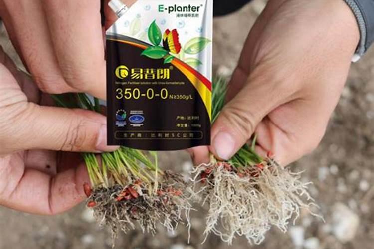 芸苔素内脂与磷酸二氢钾硼肥合用在水稻上有什么作用