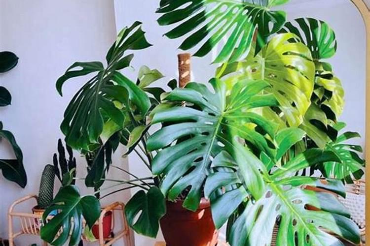 鱼粪便怎么处理