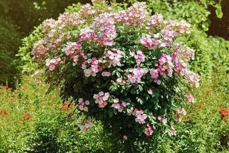 蔷薇花施什么肥最好